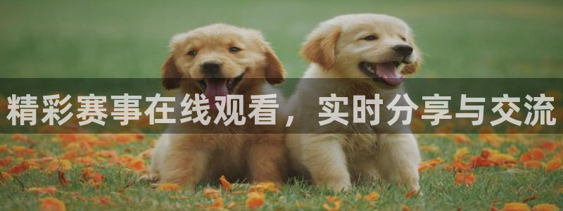  精彩赛事在线观看，实时分享与交流
