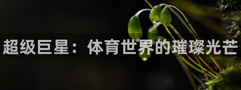 xc体育